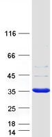 protp50225 sult1a1 human recombinant protein