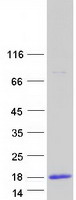 Coomassie blue staining of purified CRIP1 protein