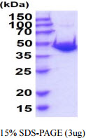 3ug by SDS-PAGE under reducing condition and visualized by coomassie blue stain.