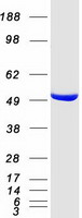 Coomassie blue staining of purified GDI2 protein