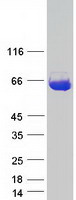 Coomassie blue staining of purified ST13 protein