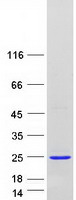 protp50583 nudt2 human recombinant protein