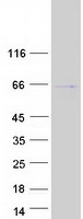 protp50607 tub human recombinant protein