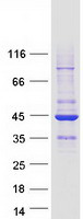 Coomassie blue staining of purified RASSF2 protein
