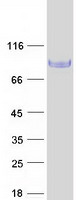 Coomassie blue staining of purified BCAM protein