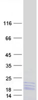 protp50914 rpl14 human recombinant protein