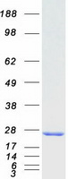 Coomassie blue staining of purified RAB9A protein