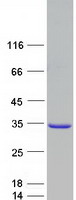 protp51159 rab27a human recombinant protein