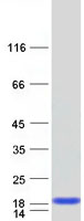 protp51161 fabp6 human recombinant protein