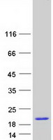 Coomassie blue staining of purified DAP protein