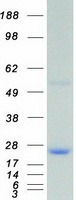 Coomassie blue staining of purified DUSP3 protein