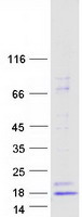 protp51460 insl3 human recombinant protein