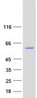 protp51513 nova1 human recombinant protein