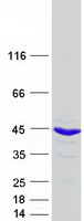 protp51665 psmd7 human recombinant protein