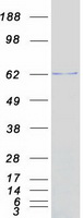 protp51687 suox human recombinant protein