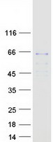 protp51688 sgsh human recombinant protein