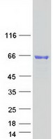protp51690 arse human recombinant protein