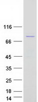 protp51813 bmx human recombinant protein