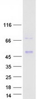 Coomassie blue staining of purified LUM protein