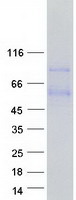 protp51888 prelp human recombinant protein