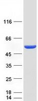 protp52209 pgd human recombinant protein