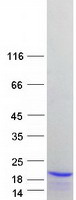 Coomassie blue staining of purified NCBP2 protein
