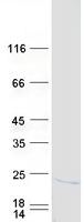 protp52434 polr2h human recombinant protein