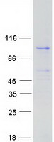 protp52739 znf131 human recombinant protein