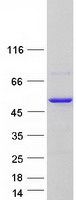 Coomassie blue staining of purified CHN2 protein