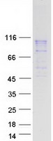 Coomassie blue staining of purified NDST1 protein