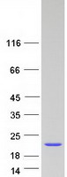 Coomassie blue staining of purified HMGA2 protein