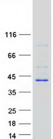 Coomassie blue staining of purified BLVRA protein