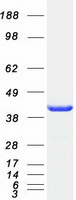 protp53365 arfip2 human recombinant protein