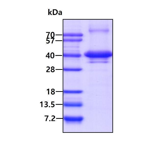 3ug by SDS-PAGE under reducing condition and visualized by coomassie blue stain