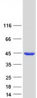 protp53602 mvd human recombinant protein