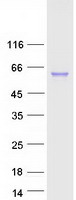 protp53634 dpp1 ctsc human recombinant protein