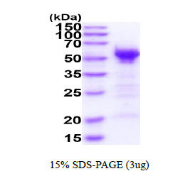 3ug by SDS-PAGE under reducing condition and visualized by coomassie blue stain