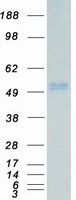 protp53779 jnk3 mapk10 human recombinant protein
