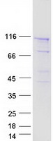 protp53992 sec24c human recombinant protein
