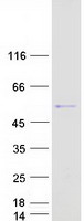 Coomassie blue staining of purified PNLIPRP1 protein