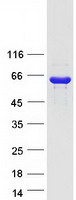 protp54317 pnliprp2 human recombinant protein