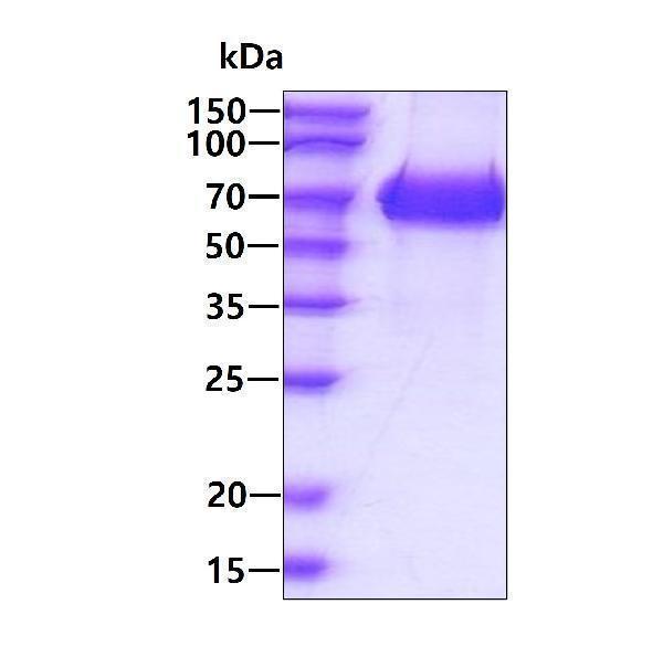 3ug by SDS-PAGE under reducing condition and visualized by coomassie blue stain
