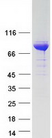 Coomassie blue staining of purified ALDH18A1 protein