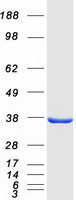 protp54920 alpha snap napa human recombinant protein