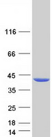 protp54922 adprh human recombinant protein