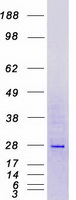 Coomassie blue staining of purified MFAP2 protein