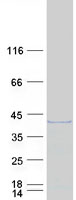 protp55040 gem human recombinant protein
