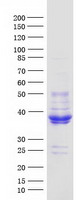 protp55083 mfap4 human recombinant protein