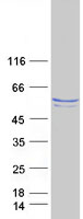 protp55209 nap1l1 human recombinant protein