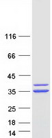 Coomassie blue staining of purified CASP7 protein